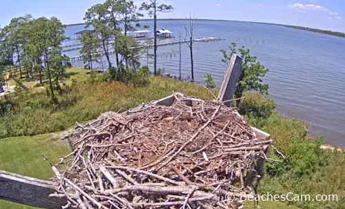 Osprey nest from Wolf Bay in Orange Beach