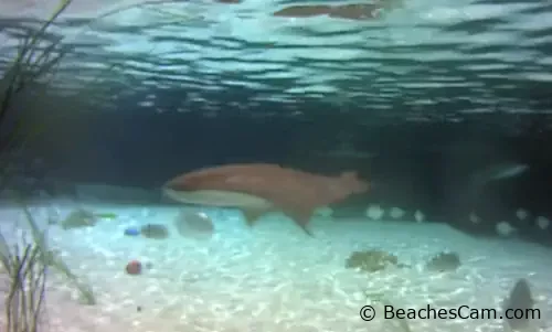 Shark Lagoon at Steinhart Aquarium